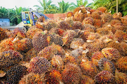 Oil Palm Bunch 3