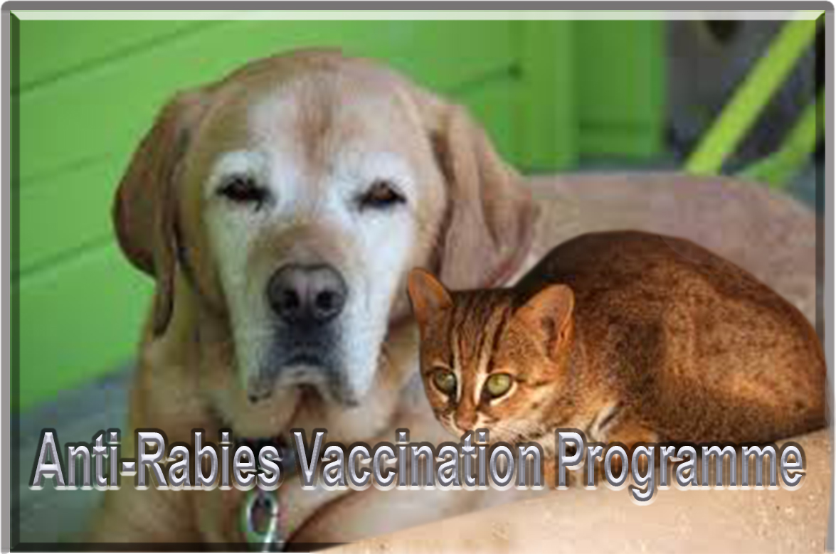 rabies vaccine