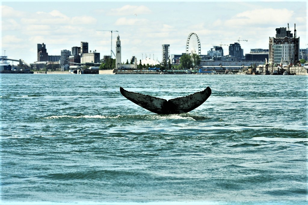 CANADA-ENVIRONMENT-ANIMALS-WHALE