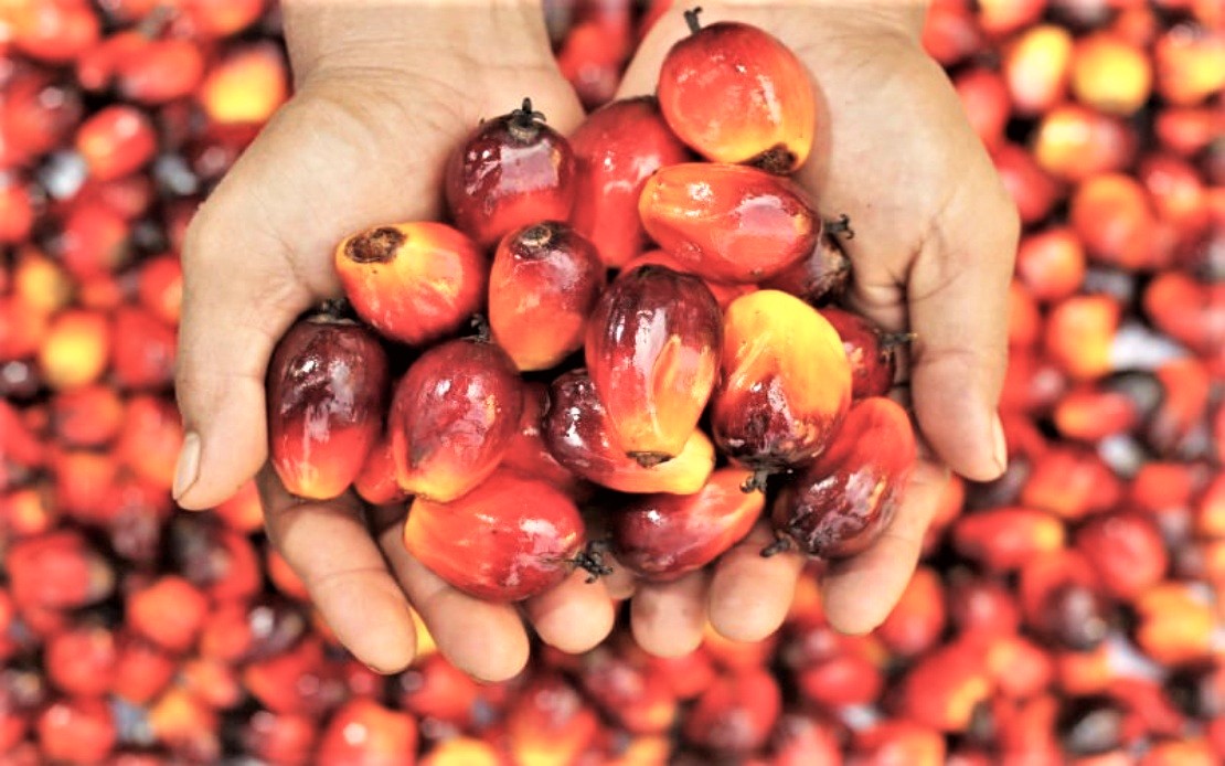 oil palm kernels