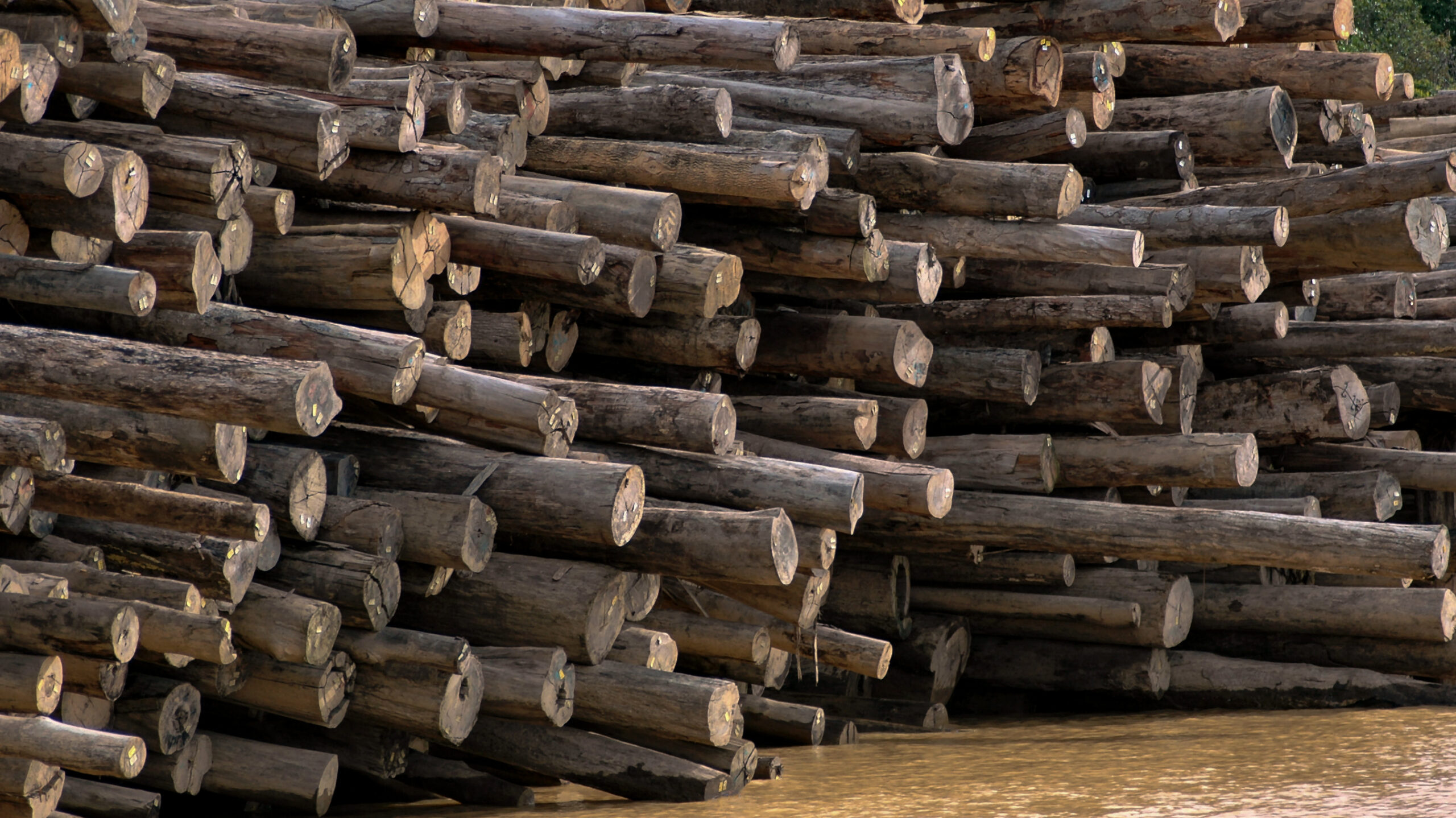 Logs,Stacked,In,River,For,Timber,Production,In,Sarawak,Borneo